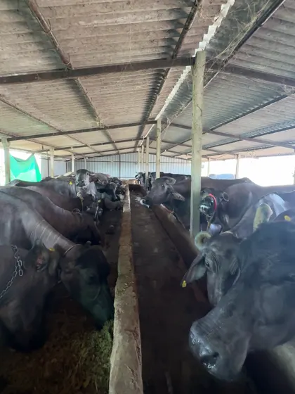 Our buffaloes in the shed at the farm