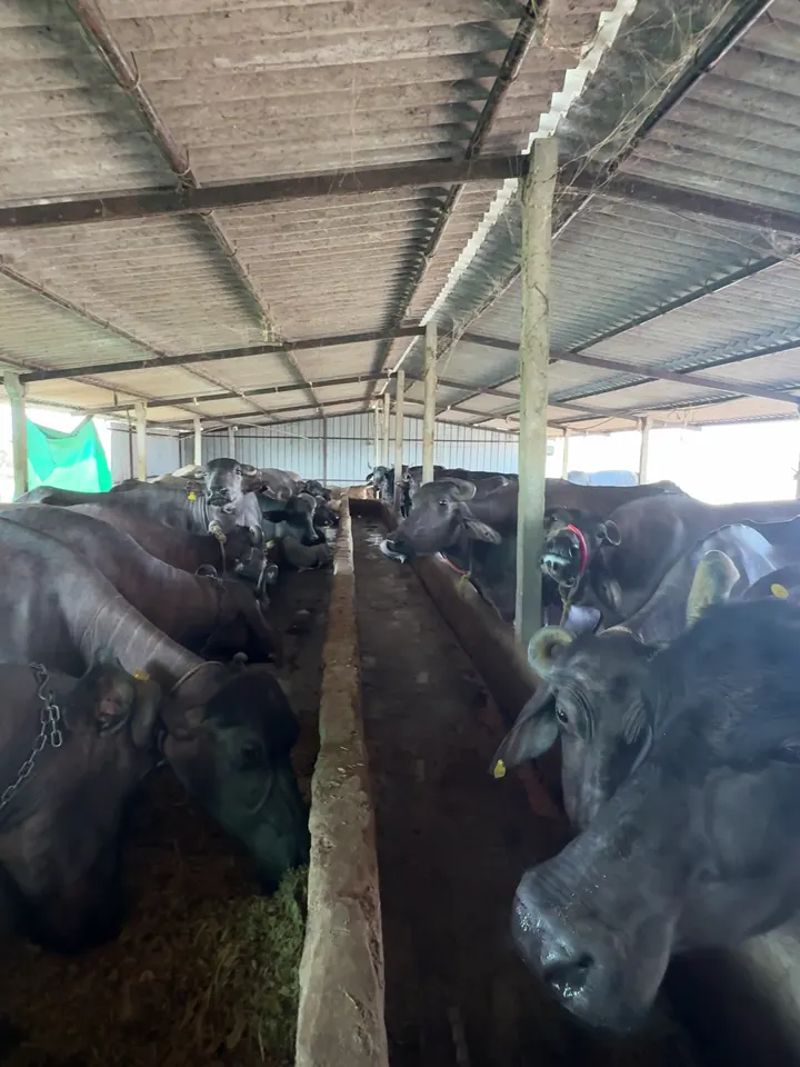 Our buffaloes at the Milkcrop farm near Hyderabad